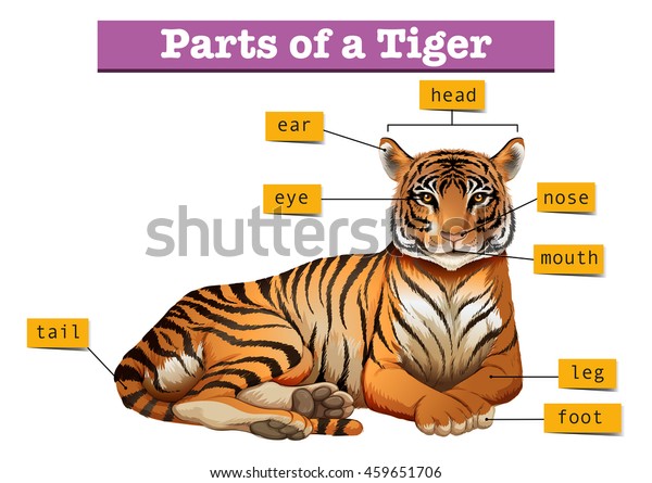 Diagram Showing Parts Tiger Illustration Stock Vector (Royalty Free