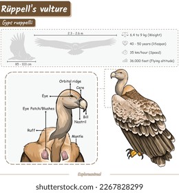 Diagram showing parts of a vulture.
infographic about griffon vulture anatomy, identification and description.
Can be used for topics like biology, zoology.