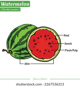 Diagram showing parts of watermelon. vector, ready to use, ready to print, easy to edit.