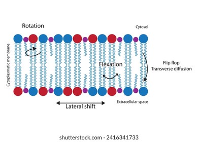 Diagram showing phospholipid mobilty across membrane - Transverse diffusion, lateral movement, rotation and flexation schematic drawing. Scientific vector illustration.