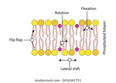 Diagram showing phospholipid mobilty across membrane - Transverse diffusion, lateral movement, rotation and flexation schematic drawing. Scientific vector illustration.