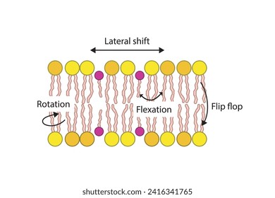 Diagram showing phospholipid mobilty across membrane - Transverse diffusion, lateral movement, rotation and flexation schematic drawing. Scientific vector illustration.