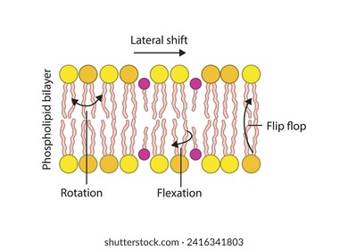 Diagram showing phospholipid mobilty across membrane - Transverse diffusion, lateral movement, rotation and flexation schematic drawing. Scientific vector illustration.