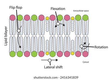 Diagram showing phospholipid mobilty across membrane - Transverse diffusion, lateral movement, rotation and flexation schematic drawing. Scientific vector illustration.