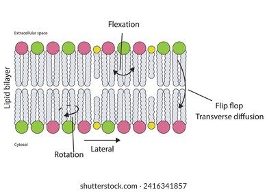 Diagram showing phospholipid mobilty across membrane - Transverse diffusion, lateral movement, rotation and flexation schematic drawing. Scientific vector illustration.