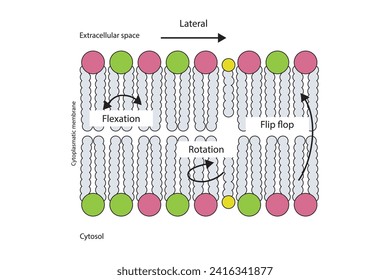 Diagram showing phospholipid mobilty across membrane - Transverse diffusion, lateral movement, rotation and flexation schematic drawing. Scientific vector illustration.