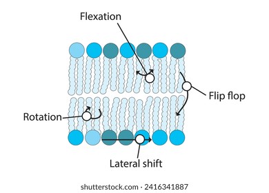 Diagram showing phospholipid mobilty across membrane - Transverse diffusion, lateral movement, rotation and flexation schematic drawing. Scientific vector illustration.