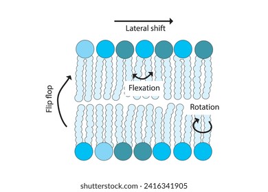 Diagram showing phospholipid mobilty across membrane - Transverse diffusion, lateral movement, rotation and flexation schematic drawing. Scientific vector illustration.