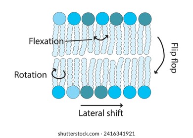 Diagram showing phospholipid mobilty across membrane - Transverse diffusion, lateral movement, rotation and flexation schematic drawing. Scientific vector illustration.