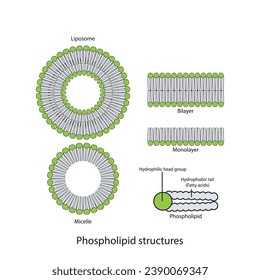 Diagram showing phospholipid structures - Liposome, micelle, monolayer and bilayer. Green scientific vector illustration.
