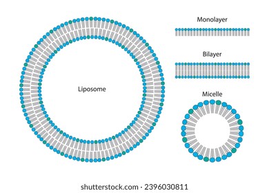 Diagram showing phospholipid structures - Liposome, micelle, monolayer and bilayer - non polar tails and polar heads. Green scientific vector illustration.