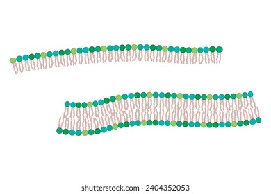 Diagram showing phospholipid structures - Liposome, micelle, monolayer and bilayer - non polar tails and polar heads. Pink scientific vector illustration.