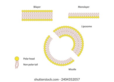 Diagram showing phospholipid structures - Liposome, micelle, monolayer and bilayer - non polar tails and polar heads. Purple scientific vector illustration.