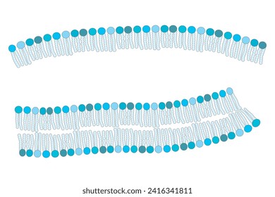 Diagrama de estructuras fosfolípidas - Liposo, micelle, monoláceas y bicapa - colas no polares y cabezas polares. Ilustración vectorial científica azul.