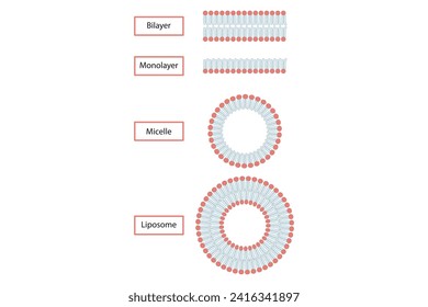 Diagram showing phospholipid structures - Liposome, micelle, monolayer and bilayer - non polar tails and polar heads. Teal scientific vector illustration.