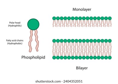 Diagram showing phospholipid structures - monolayer and bilayer. Green scientific vector illustration.