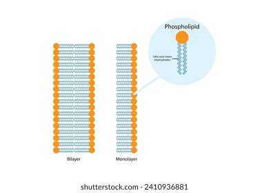 Diagram showing phospholipid structures - monolayer and bilayer. Colorful scientific vector illustration.