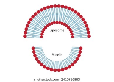 Diagram showing phospholipid structures - monolayer and bilayer - non polar tails and polar heads. Orange and blue scientific vector illustration.