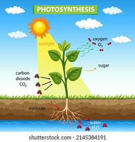 Diagram showing photosynthesis in plant illustration