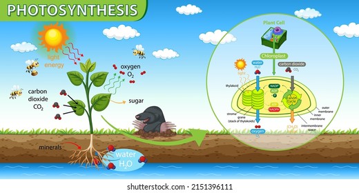 Diagram showing photosynthesis in plant illustration
