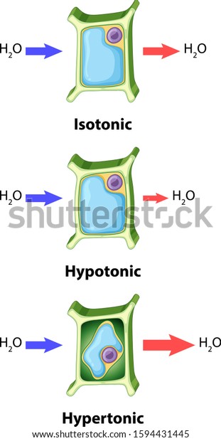 Diagram Showing Plant Cell Osmosis Concept Stock Vector (Royalty Free ...