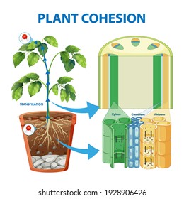 Diagram showing Plant Cohesion illustration