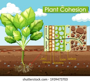 Diagram Showing Plant Cohesion Illustration