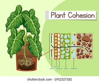 Diagram showing Plant Cohesion illustration