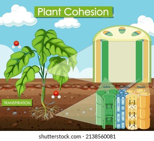 Diagram showing plant cohesion illustration