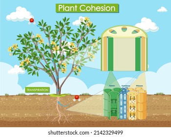 Diagram showing plant cohesion illustration