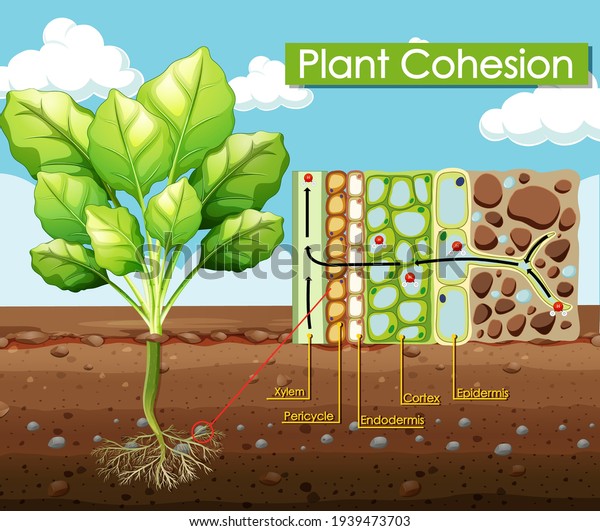 Diagram showing Plant\
Cohesion illustration