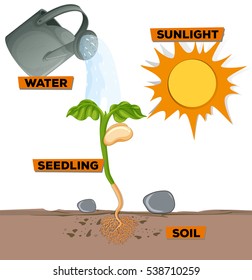 Diagram showing plant growing from water and sunlight illustration