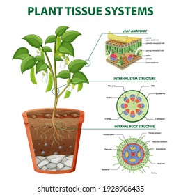 plant tissue culture diagram