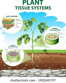 Diagram showing Plant Tissue Systems illustration