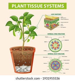 Diagram Showing Plant Tissue Systems Illustration Stock Vector (Royalty ...