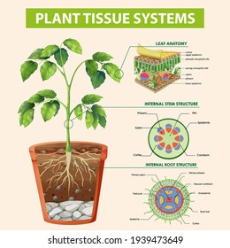 Diagram Showing Plant Tissue Systems Illustration Stock Vector (Royalty ...