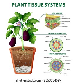 Diagram showing plant tissue systems illustration