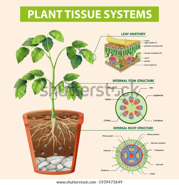 Diagram showing\
Plant Tissue Systems\
illustration