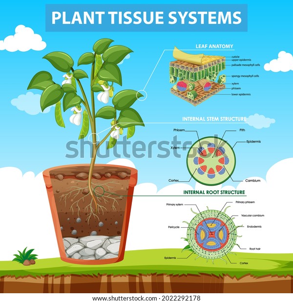 Diagram Showing Plant Tissue Systems Illustration Stock Vector (Royalty ...