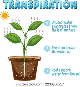 Diagram showing plant transpiration illustration