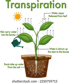 Diagram showing plant transpiration illustration