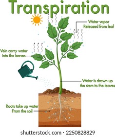 Diagramm mit Pflanzentranspiration