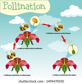 Diagram showing pollination with bee and flowers illustration