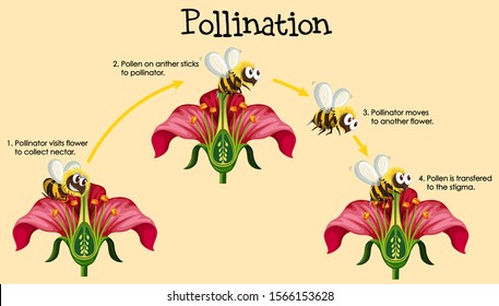 Diagram showing pollination with bee and flowers illustration