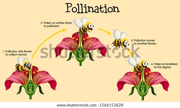 Diagram showing pollination with bee and\
flowers illustration