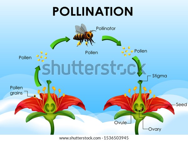 Diagram showing\
pollination cycle\
illustration