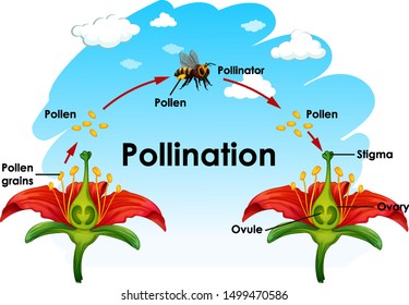 Diagram showing pollination with flower and bee illustration