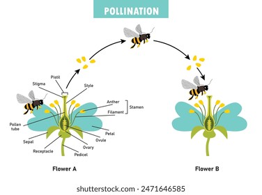 Diagram Showing Pollination With Flower And Bee