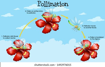 Diagram showing pollination with flowers and bugs illustration