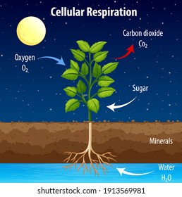 Respiration Plants High Res Stock Images Shutterstock